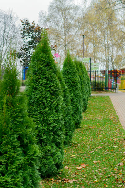 istock Thuja trees on the meadow in the public park 1282118583