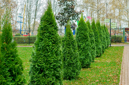 Thuja trees on the meadow in the public park. Evergreen trees in autumn season for landscape design