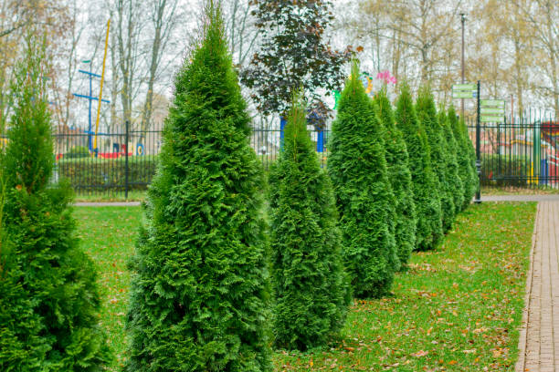 Thuja trees on the meadow in the public park Thuja trees on the meadow in the public park. Evergreen trees in autumn season for landscape design thuja occidentalis stock pictures, royalty-free photos & images