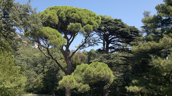 large coniferous tree with dense branches in the park