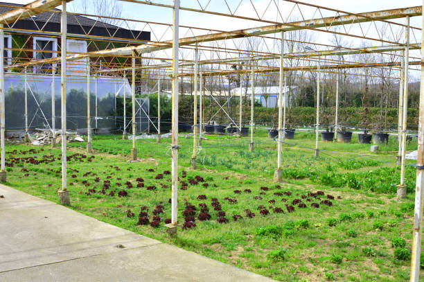 istock Plants growing in greenhouse at seedling nursery 1282119834