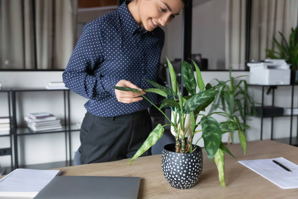 istock Smiling indian female employee water green plan in office 1282120165