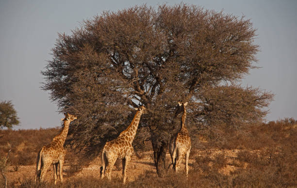 istock Group of desert Giraffes 4613 1282120434