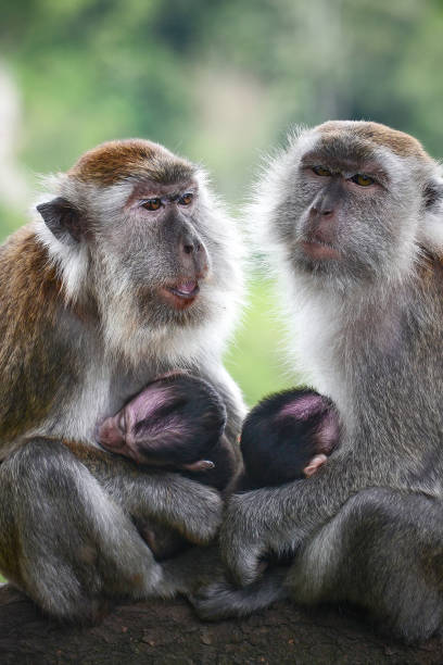 istock Love in The Wild 1282120475