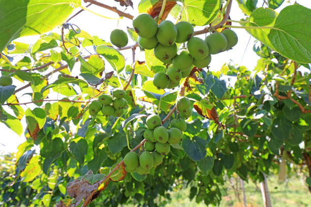 actinidia arguta nos ramos - actinidia - fotografias e filmes do acervo