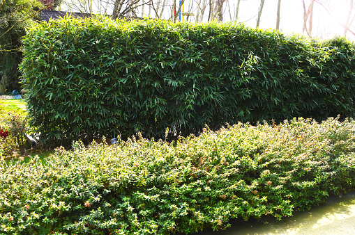 ways through a park with beech hedges