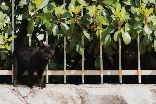 Small black kitten standing on the fence with its eyes closed, meowing at the camera man , wanting to be pet. Its sibling standing behind the fence hidden with his bright yellow eyes showing