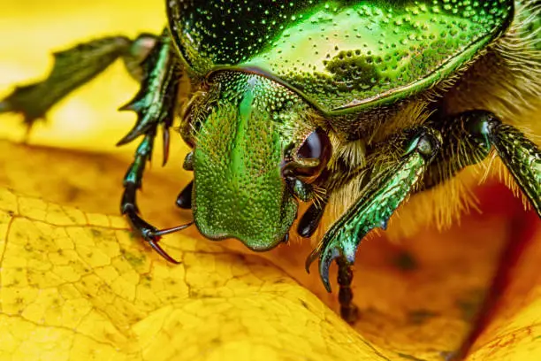Photo of Green rose chafer beetle (Cetonia aurata) on yellow maple leaf close-up macro.