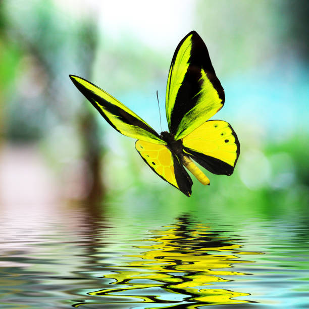 Beautiful multi-colored real butterfly flying on a green background - Photo