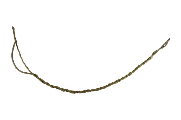 istock A big tree root overgrown with green moss, isolated on white background with clipping path included. Floral Desaign. HD Image and Large Resolution. can be used as wallpaper 1282123190
