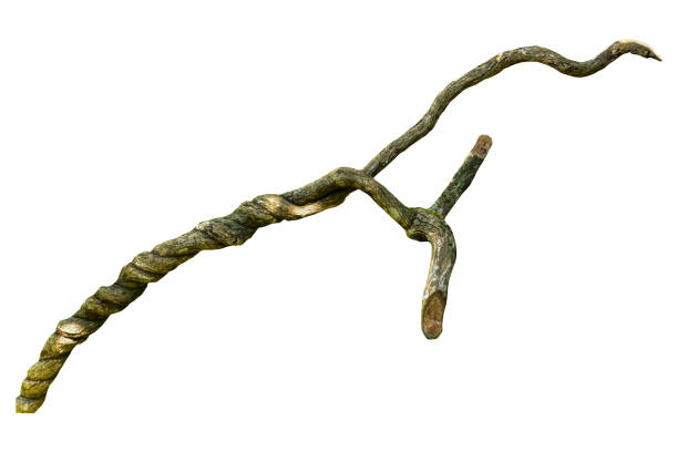 istock A big tree root overgrown with green moss, isolated on white background with clipping path included. Floral Desaign. HD Image and Large Resolution. can be used as wallpaper 1282123195