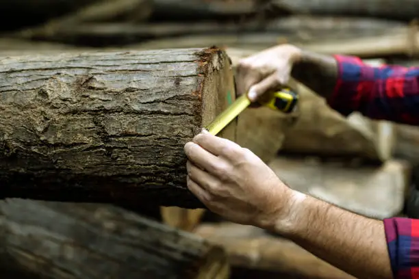 Photo of Measuring logs