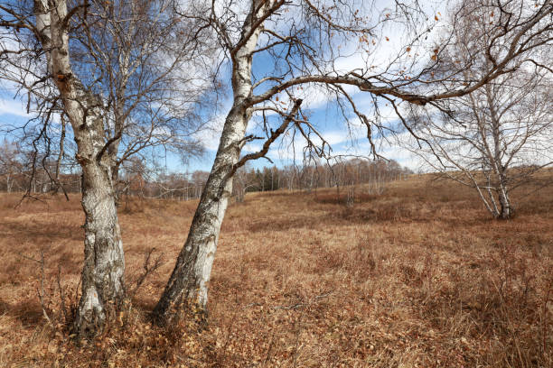 Birch forest under blue sky in huanggangliang Park of Keshiketeng World Geopark, Inner Mongolia