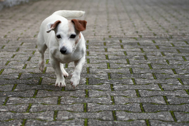 istock Jack Russell terrier facing camera and running on cobblestone street 1282123865