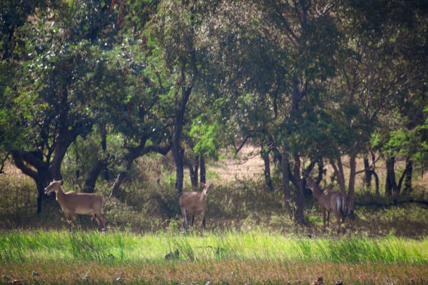 istock Deer Eating Grass at the forest River bank 1282125098