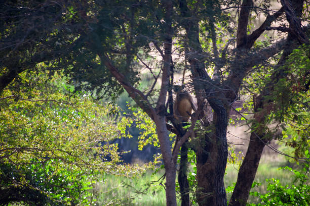 istock A monkey sitting on the tree in the deep green forest 1282126559