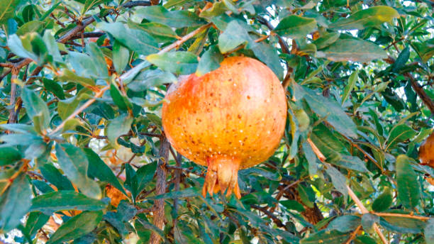 granada sola colgando del árbol en el jardín de frutas en turquía - agriculture autumn apple greengrocers shop fotografías e imágenes de stock