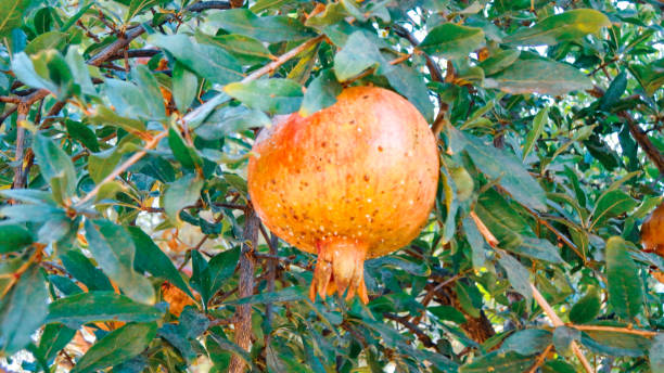 romã sozinha pendurada na árvore no jardim de frutas na turquia - agriculture autumn apple greengrocers shop - fotografias e filmes do acervo