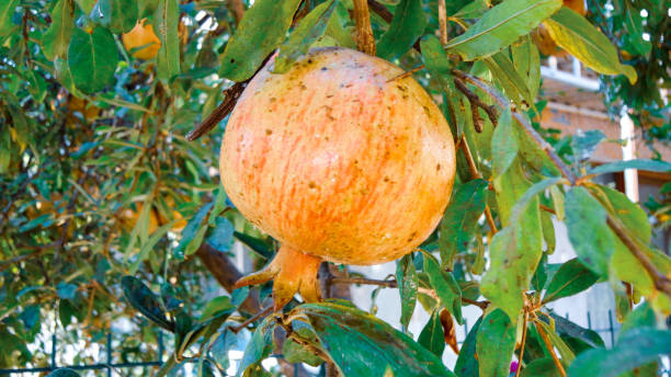 romã sozinha pendurada na árvore no jardim de frutas na turquia - agriculture autumn apple greengrocers shop - fotografias e filmes do acervo