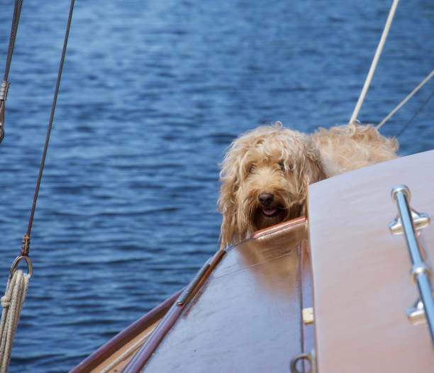 istock Hairy apricot (sandy coloured) cockapoo dog on a boat 1282128260