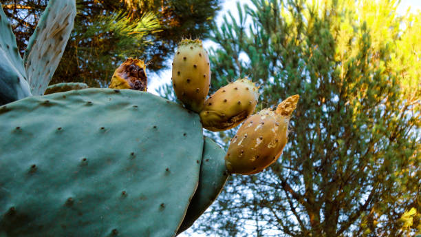istock Cactus with Prickly Pears at the botanical garden 1282128436