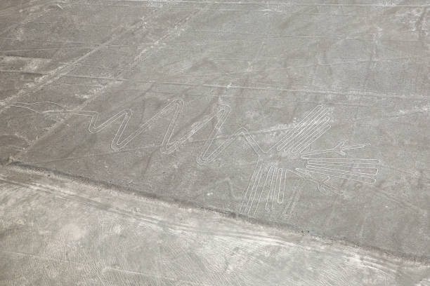 lignes de nazca, le héron - zoomorphic photos et images de collection