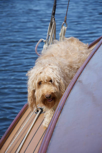 istock Hairy apricot (sandy coloured) cockapoo dog on a boat 1282128817