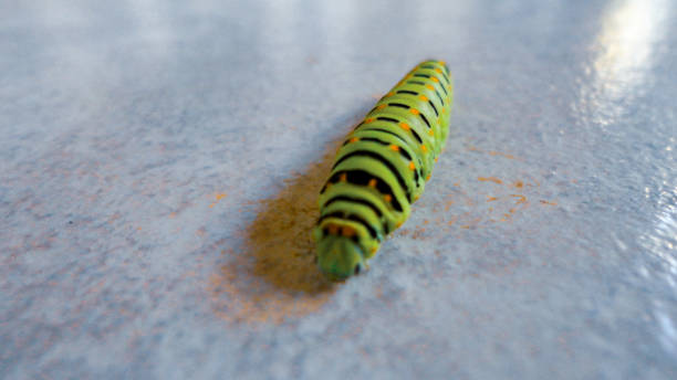 istock Caterpillar walking on the white marble background 1282129997
