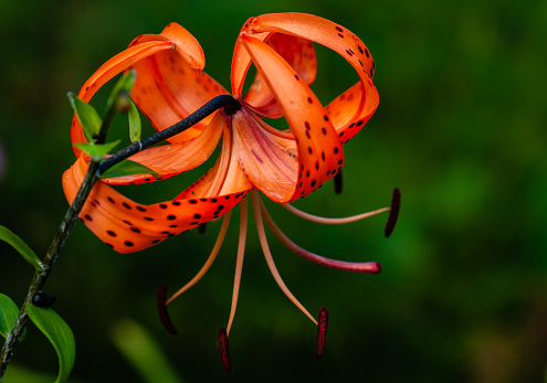 Lilium lancifolium, commonly called “tiger lily”, is a species of lily, native to East Asia including Japan and China. It is in flower from mid to late summer .