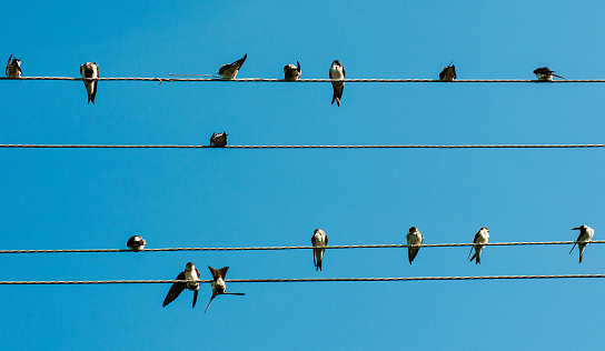 Swallows in conversation against summer sky.
