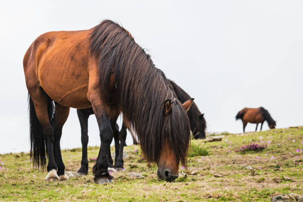 istock Wild horses in Galicia 1282131725