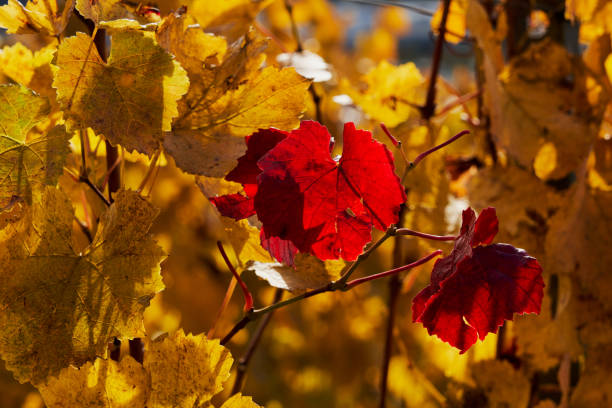 Grape leaves in Autumn