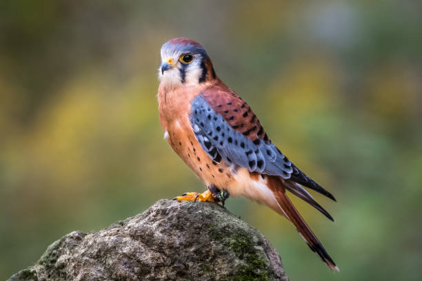 amerikanischer turmfalke - kestrel hawk beak falcon stock-fotos und bilder