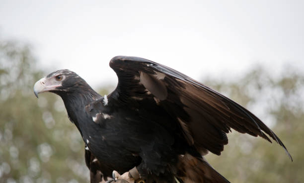 istock this is a close up of a wedge tailed eagle 1282132951