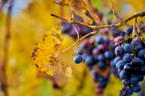 Branches of red wine grapes growing in vineyard