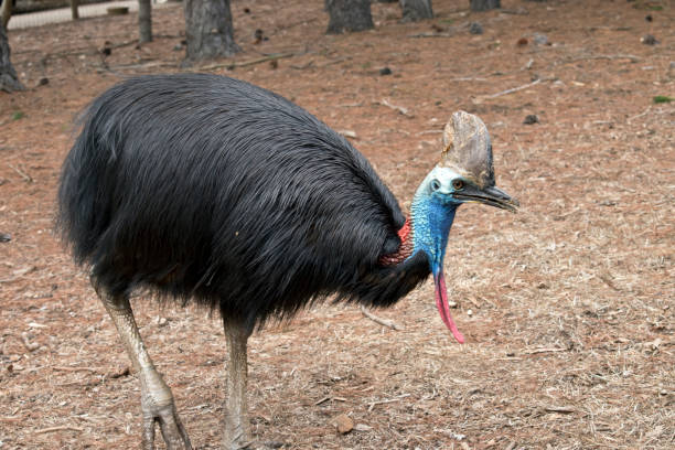 istock this is a side view of a cassowary 1282133814