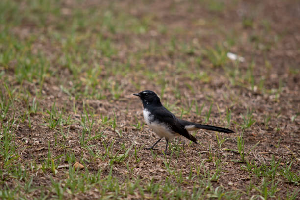 istock this is a side view of a willy wagtail 1282134050