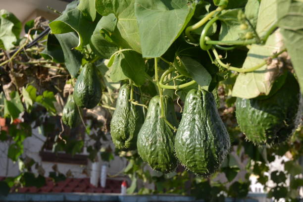 chayote owoce - sechium edule zdjęcia i obrazy z banku zdjęć