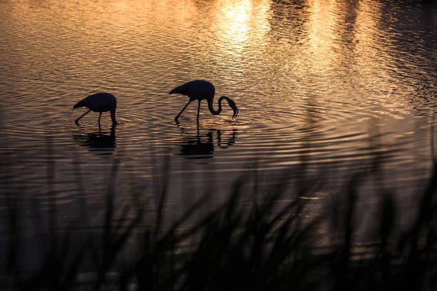 Flamingo at sunset in the Camargue region, France