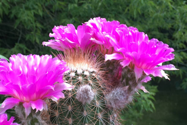 꽃 선인장 에치노세레우스 라이헨바치 - 미국. - southwest usa cactus hedgehog cactus flower 뉴스 사진 이미지