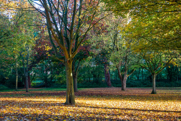 Photo of Multi-coloured Autumn trees shed their leaves on the ground in Autumn
