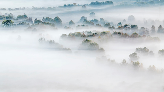 Mountain forest wrapped by mist