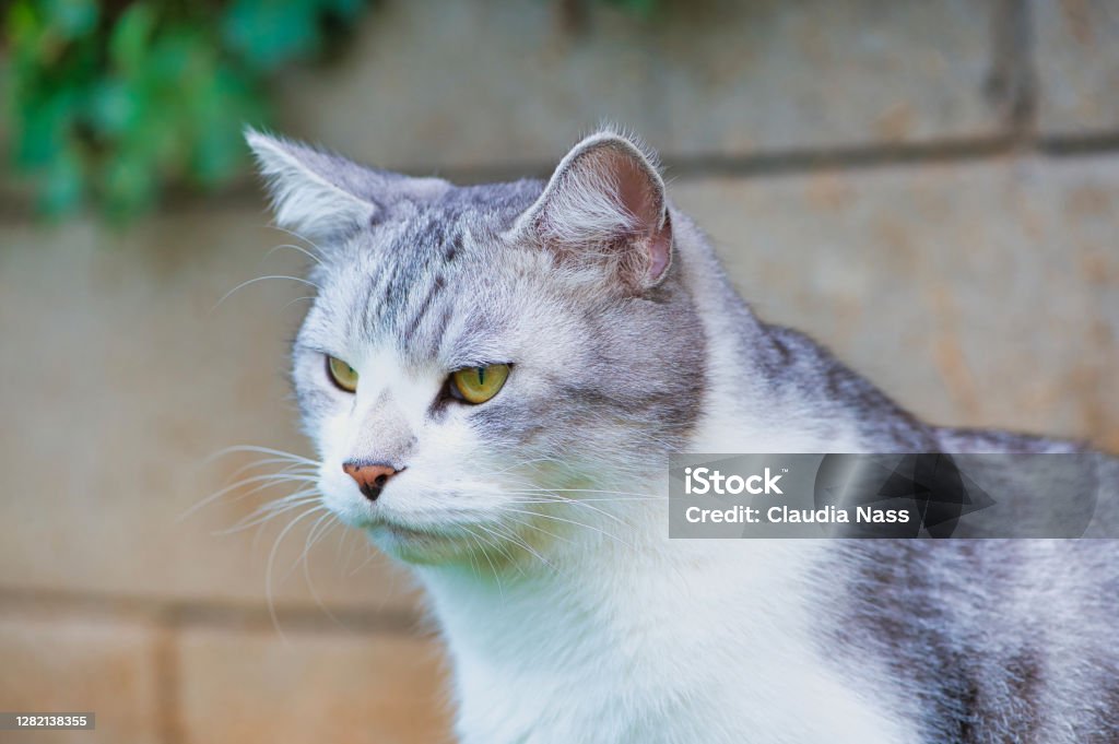 headshot of a white cat portrait of a white gray cat against wall background Domestic Cat Stock Photo