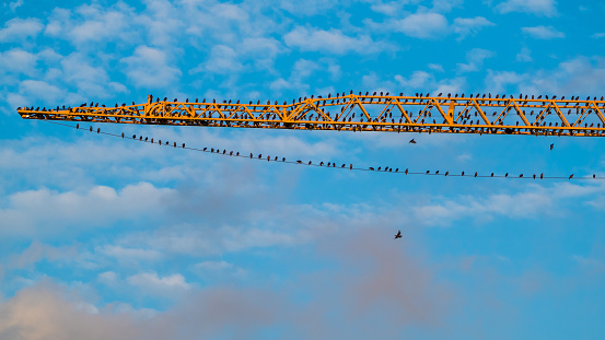Flock of birds on the crane, blue sky in the background