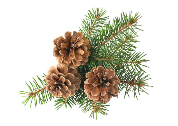 istock Branch of fir tree and cone isolated on a white background 1282141180