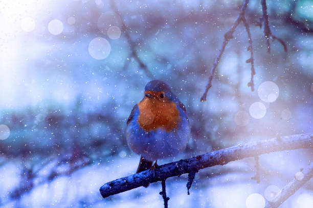 istock Winter season and birds. Falling snow. white blue nature background. 1282141191