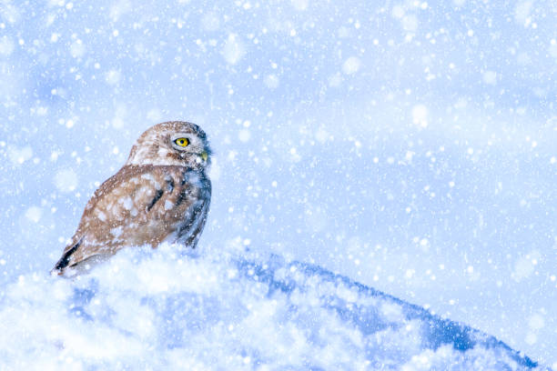 istock Winter season and birds. Falling snow. White blue nature background. 1282142030