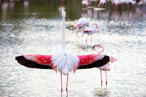 Flamingo at sunset in the Camargue region, France