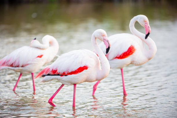 Pink flamingo at sunset