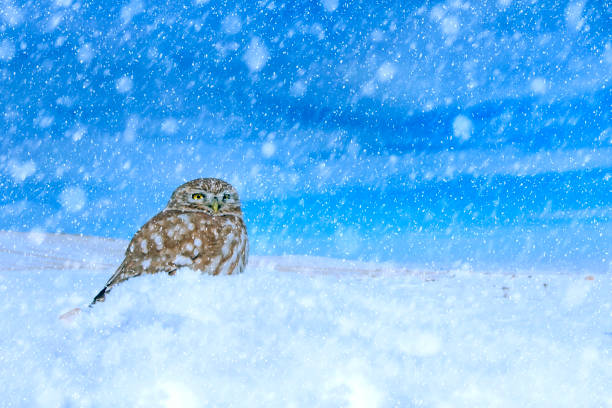 istock Winter season and birds. Falling snow. White blue nature background. 1282142329